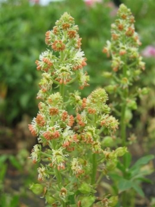 Picture of Mignonette - Crown Mixture